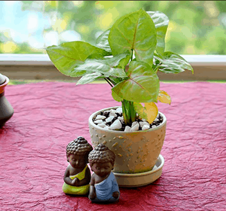 Indoor Plants