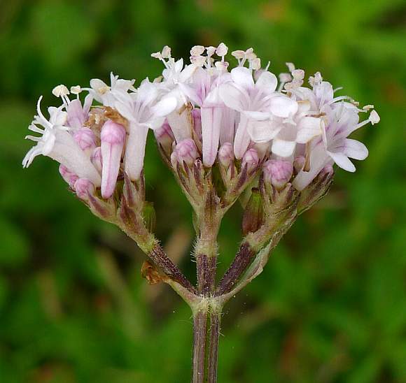 Valerian 