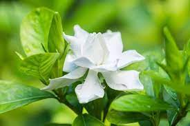 Gardenia