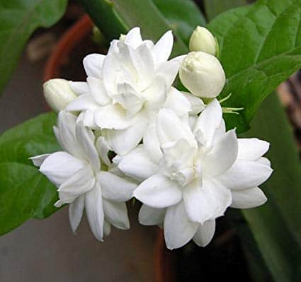 Jasmine