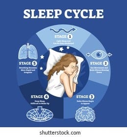 Sleep Cycle